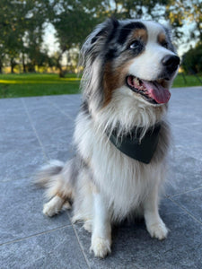 Bandana Tandem pour chien de couleur olive