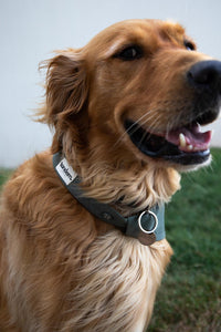 Bandana Tandem pour chien de couleur olive
